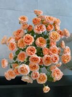杏色蕾丝 spray rose Apricot lace