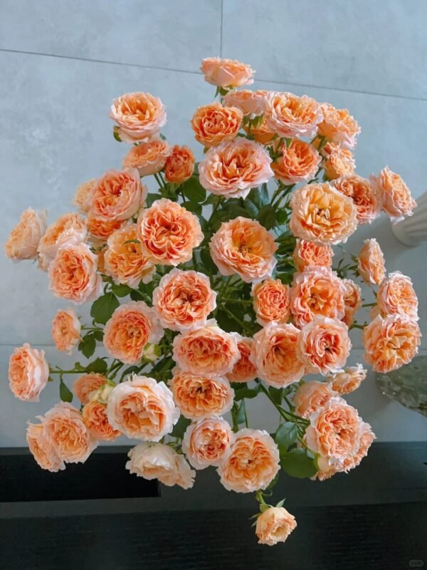 杏色蕾丝 spray rose Apricot lace