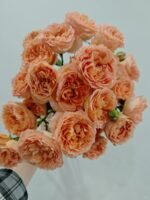 杏色蕾丝 spray rose Apricot lace