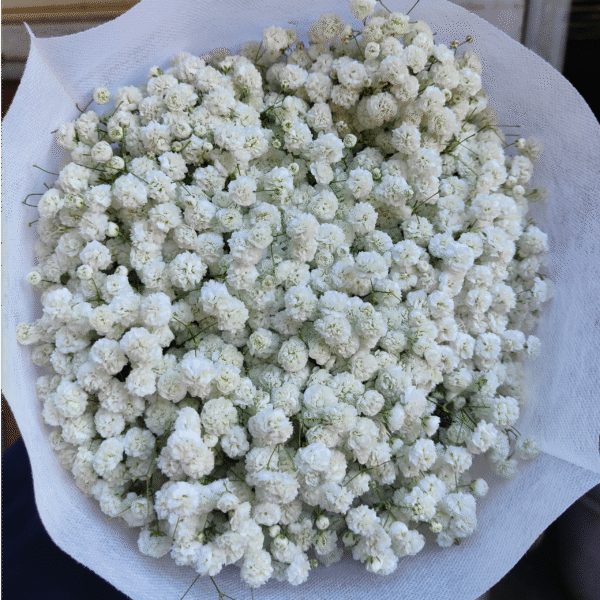 满天星 Gypsophila-Million Stars  1kg/bundle