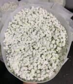 满天星 Gypsophila-Million Stars 1kg/bundle