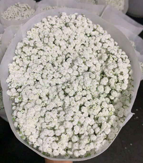 满天星 Gypsophila-Million Stars 1kg/bundle