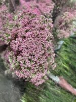 米花 rice flower