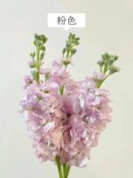 紫罗兰 Matthiola 10pcs/bundle