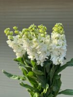 紫罗兰 Matthiola 10pcs/bundle