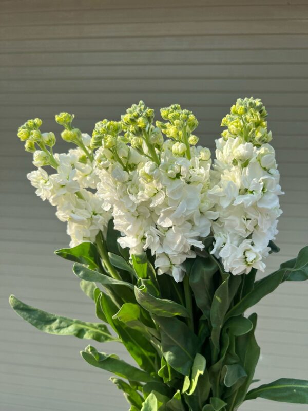 紫罗兰 Matthiola 10pcs/bundle