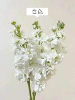 紫罗兰 Matthiola 10pcs/bundle