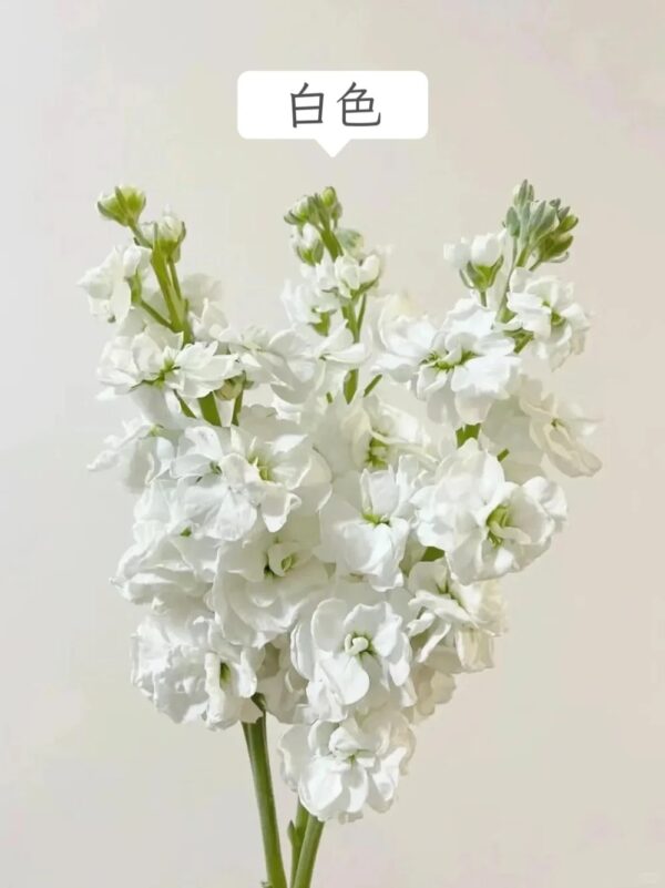 紫罗兰 Matthiola 10pcs/bundle