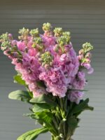 紫罗兰 Matthiola 10pcs/bundle