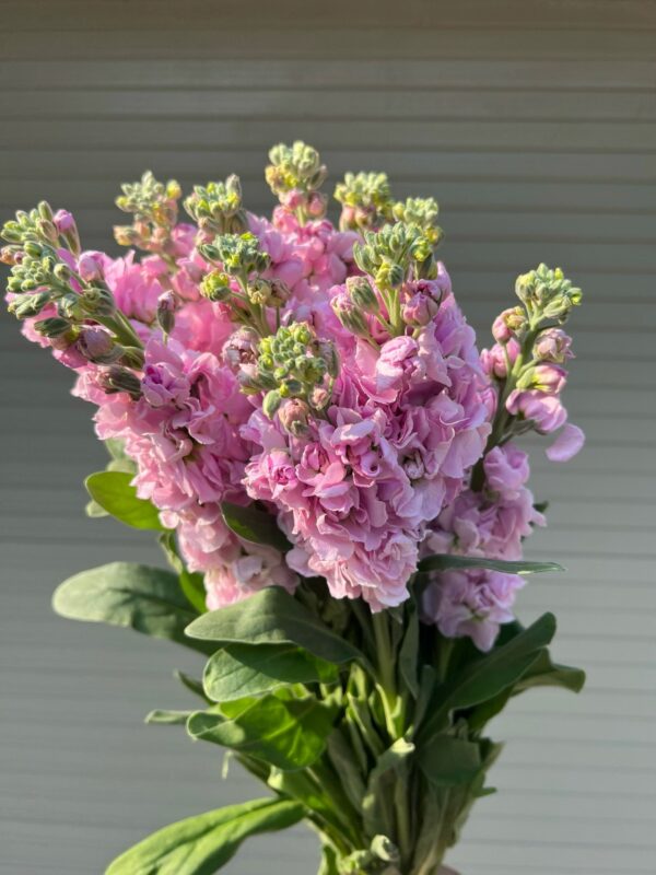 紫罗兰 Matthiola 10pcs/bundle
