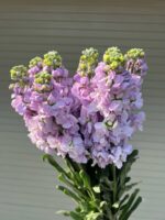 紫罗兰 Matthiola 10pcs/bundle