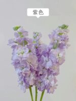 紫罗兰 Matthiola 10pcs/bundle