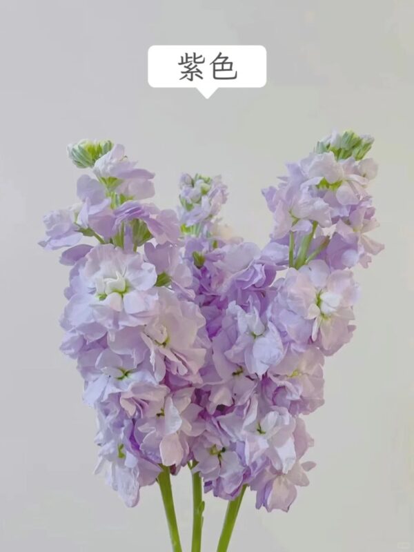 紫罗兰 Matthiola 10pcs/bundle