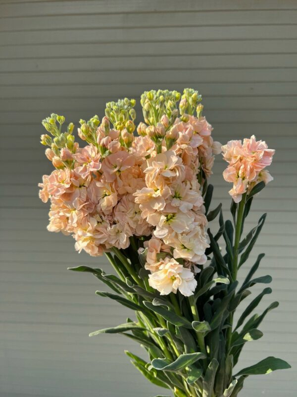 紫罗兰 Matthiola 10pcs/bundle