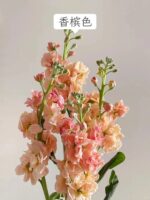 紫罗兰 Matthiola 10pcs/bundle