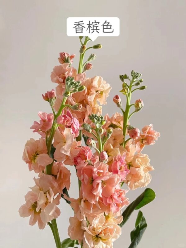 紫罗兰 Matthiola 10pcs/bundle