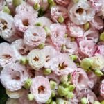肉粉洋桔梗 Flesh pink eustoma 800g/bundle