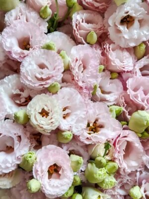 肉粉洋桔梗  Flesh pink eustoma  800g/bundle