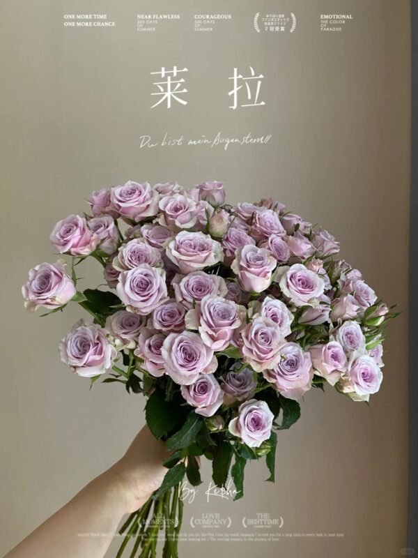 莱拉 spray rose Leila