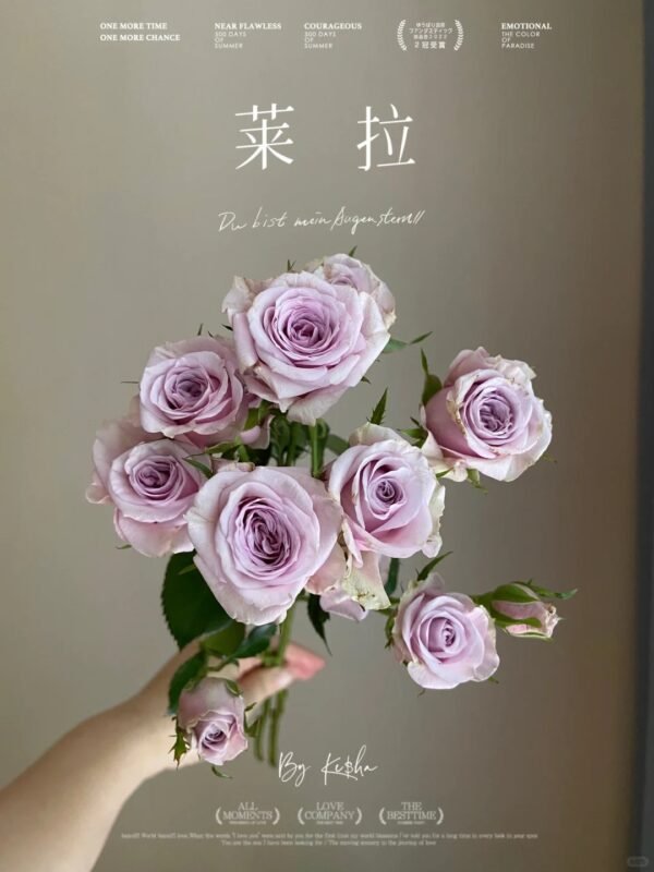 莱拉 spray rose Leila