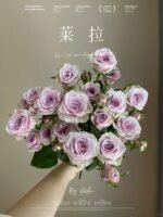 莱拉 spray rose Leila