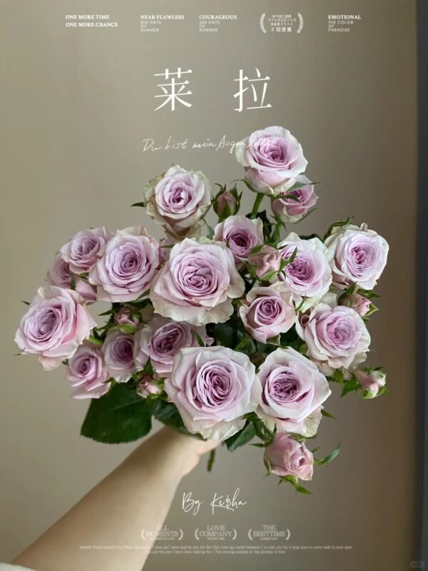 莱拉 spray rose Leila