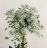蕾丝 Orlaya grandiflora/lace flower