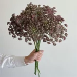 蕾丝 Orlaya grandiflora/lace flower