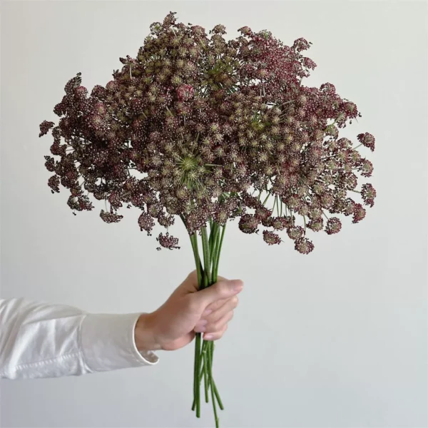 蕾丝 Orlaya grandiflora/lace flower