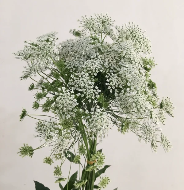 蕾丝 Orlaya grandiflora/lace flower