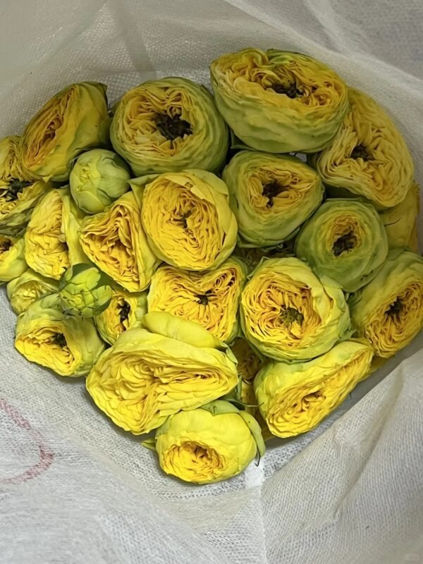 金色潮流SP Rose Golden Trend