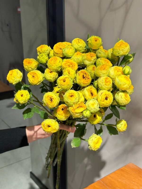 金色潮流SP Rose Golden Trend