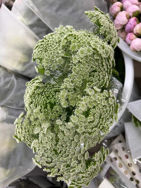 蕾丝 Orlaya grandiflora/lace flower