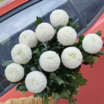 乒乓菊  10pcs/bundle