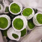 乒乓菊  10pcs/bundle
