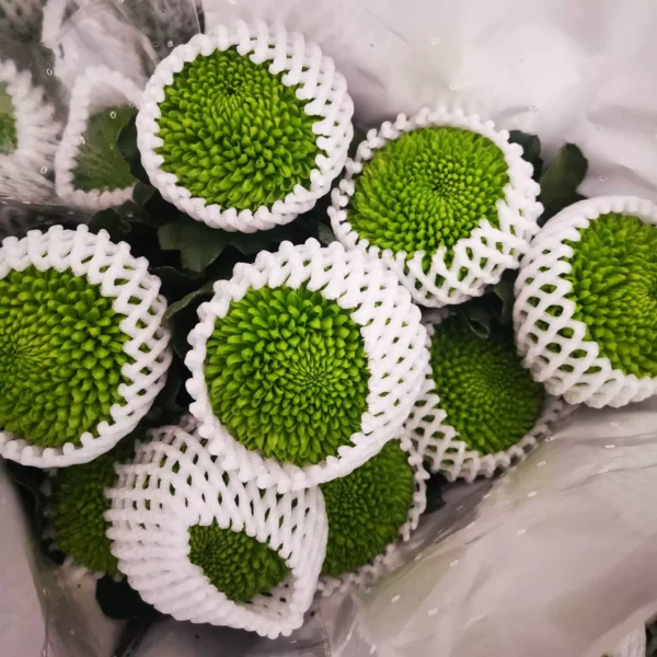 乒乓菊  10pcs/bundle
