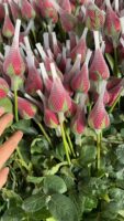 卡罗拉 fresh rose yunnan direct supplier 20pcs/bundle