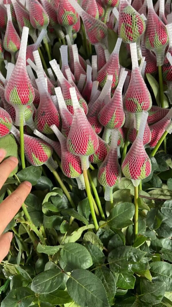 卡罗拉 fresh rose yunnan direct supplier 20pcs/bundle