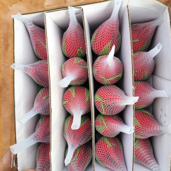 卡罗拉 fresh rose yunnan direct supplier 20pcs/bundle