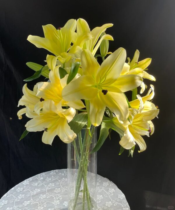 木门/绝代双骄  Conca D'Or  fresh cut flower wholesale supplier 10pcs/bundle