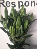 木门/绝代双骄  Conca D'Or  fresh cut flower wholesale supplier 10pcs/bundle