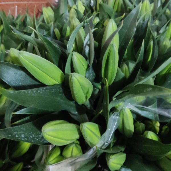 木门/绝代双骄  Conca D'Or  fresh cut flower wholesale supplier 10pcs/bundle