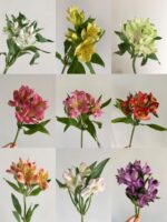 水仙百合Peruvian Lily