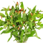 水仙百合Peruvian Lily
