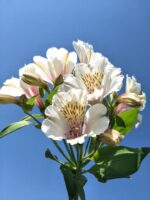 水仙百合Peruvian Lily