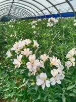 水仙百合Peruvian Lily