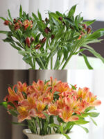 水仙百合Peruvian Lily