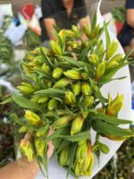 水仙百合Peruvian Lily