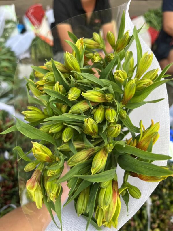 水仙百合Peruvian Lily