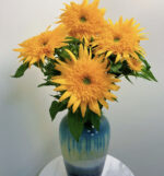 向日葵  double petals sunflower 5pcs/bundle